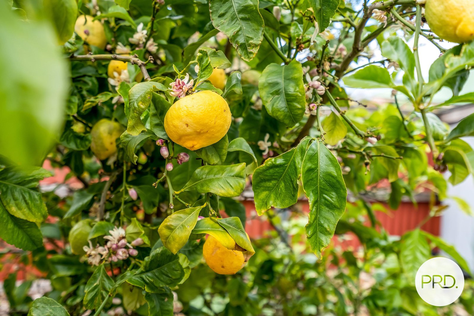 3 Stewart Court MIDWAY POINT 18