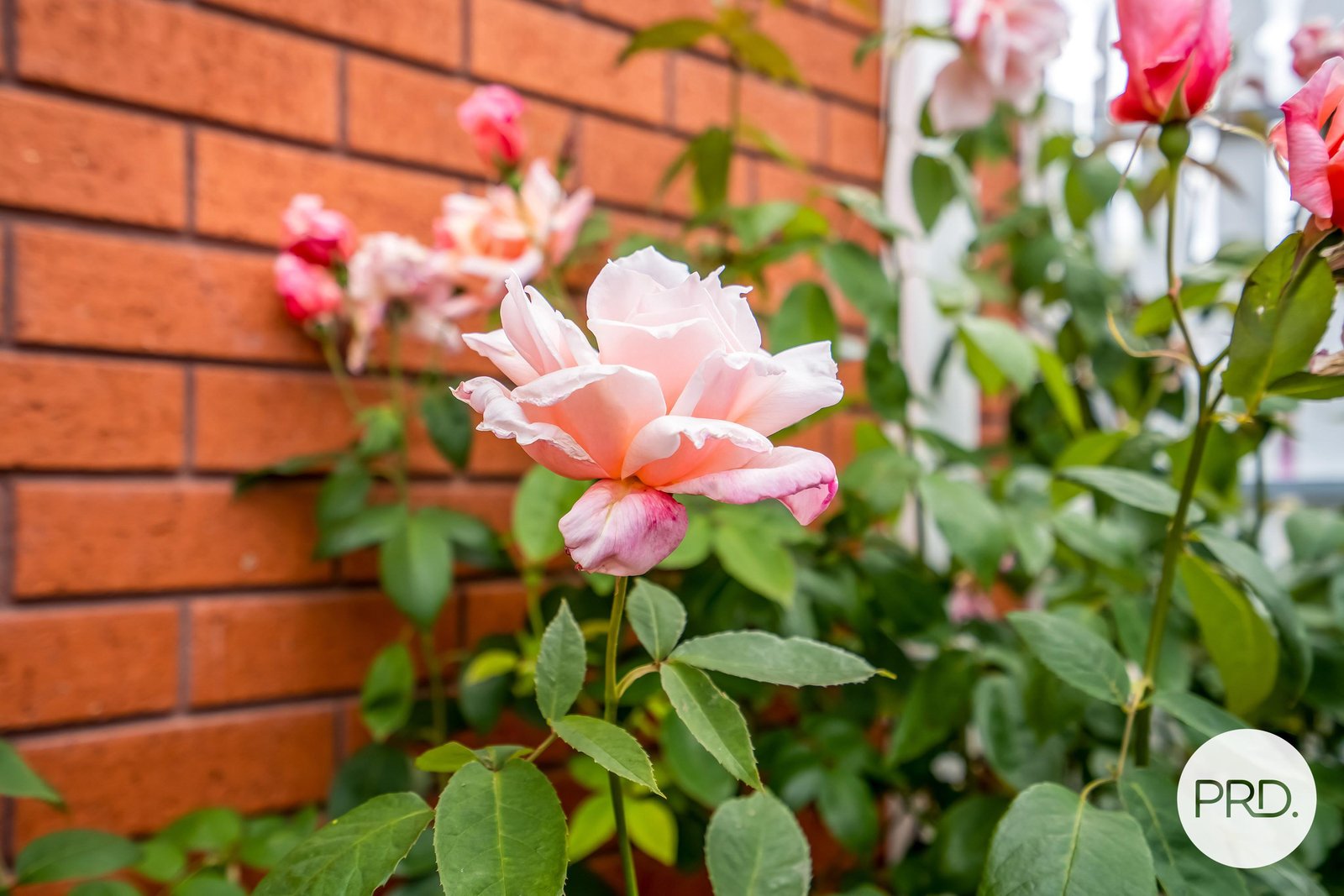 3 Stewart Court MIDWAY POINT 19