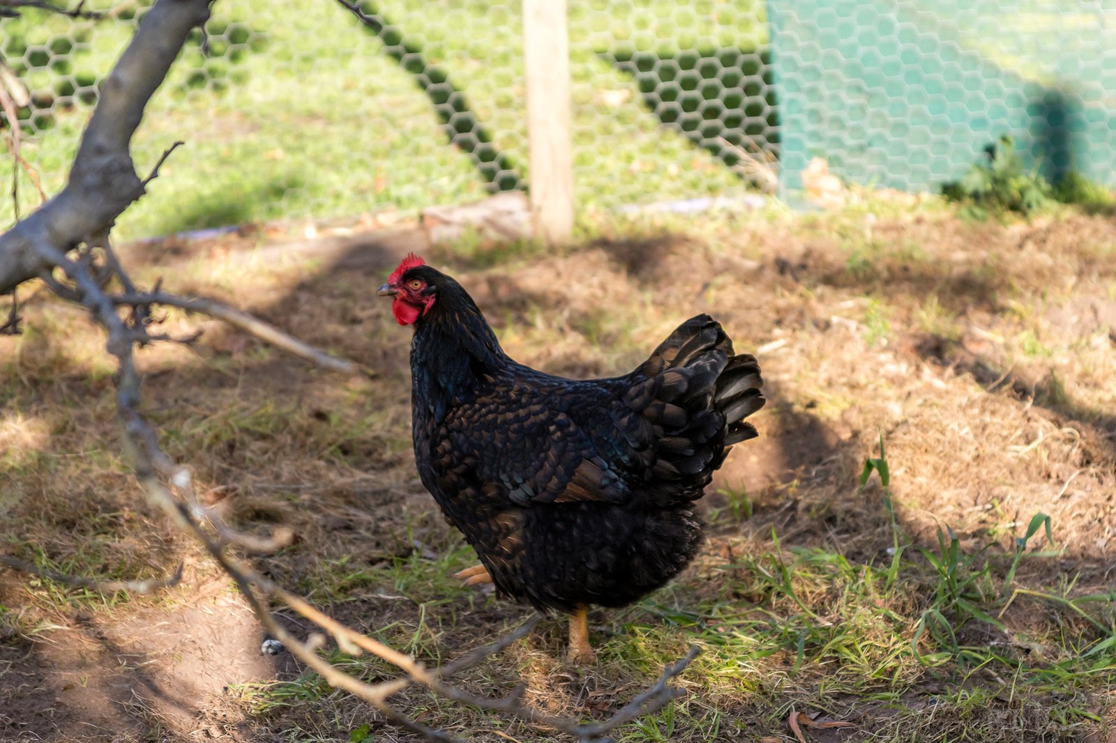 Real Estate and Property in 30 Malpas Drive, Wallington, VIC