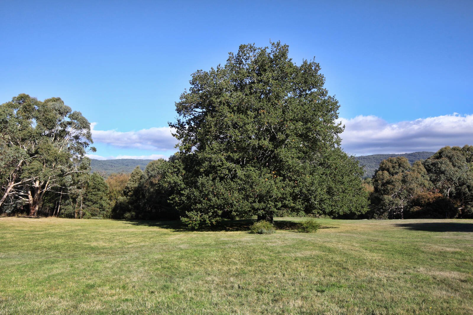 Real Estate and Property in 30 Maxted Drive, Newham, VIC