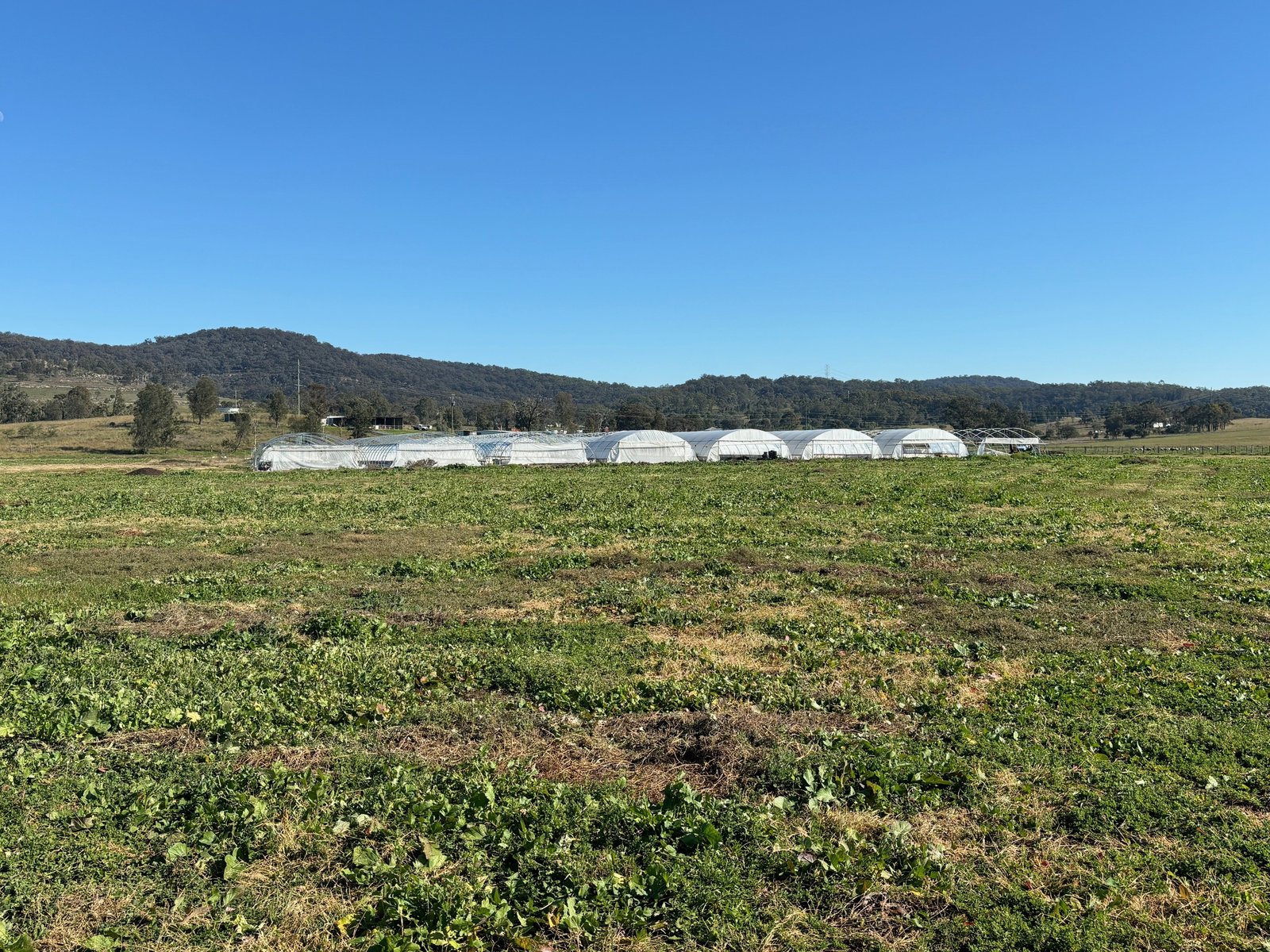 3004 Golden Highway GUNGAL 5