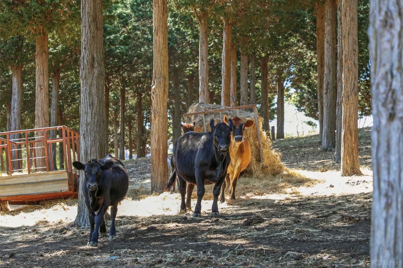 Real Estate and Property in 32-40 Scotchmans Road, Drysdale, VIC