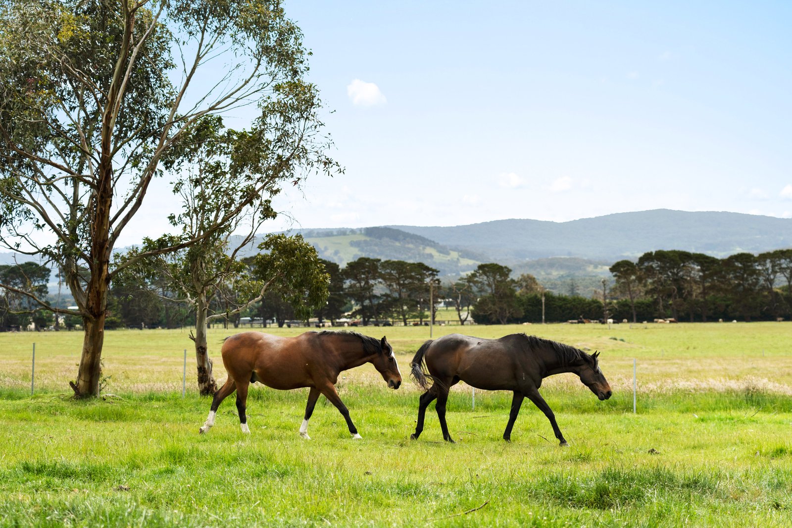 Real Estate and Property in 329 Portingales Lane, Romsey, VIC