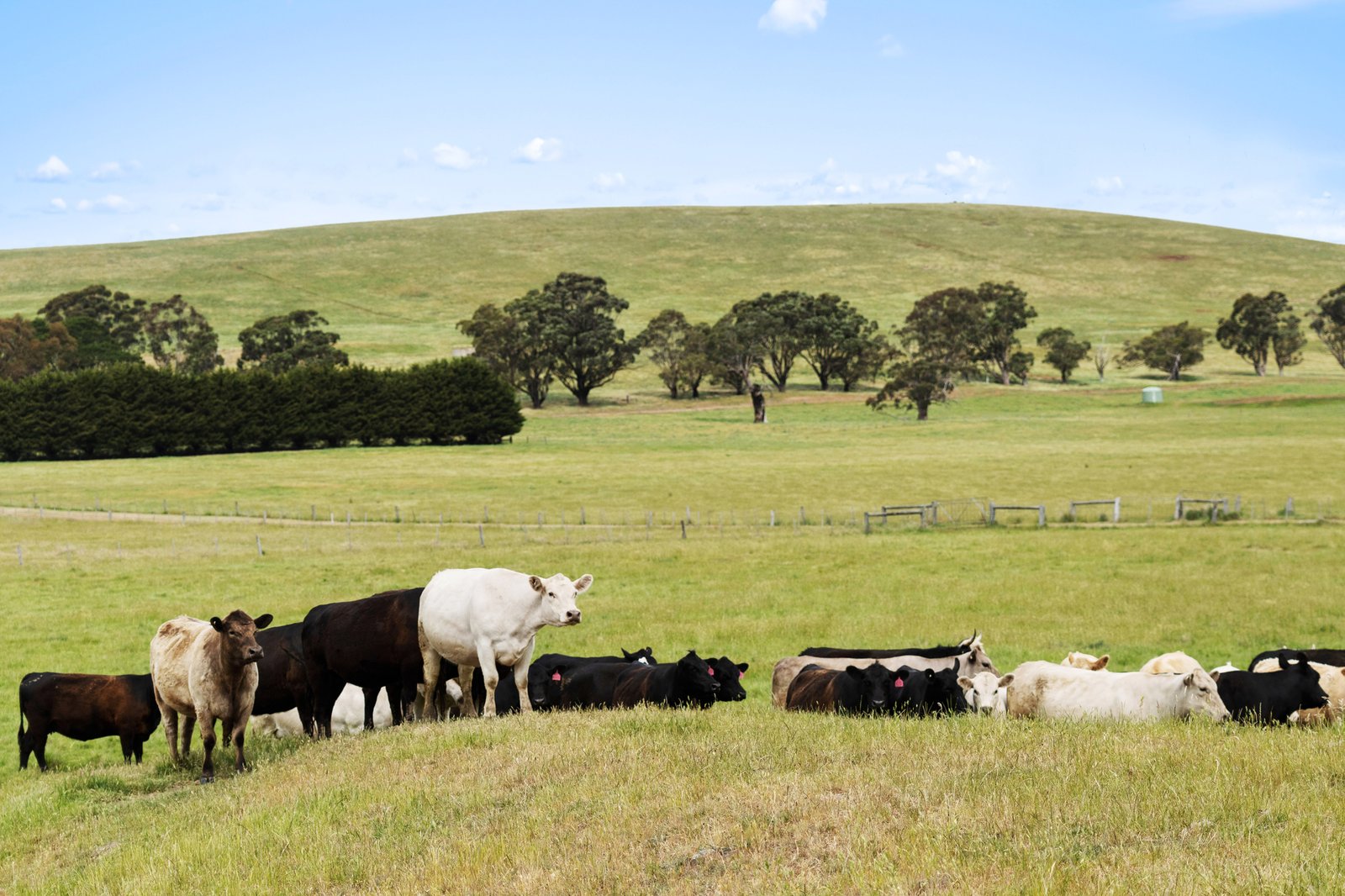 Real Estate and Property in 329 Portingales Lane, Romsey, VIC