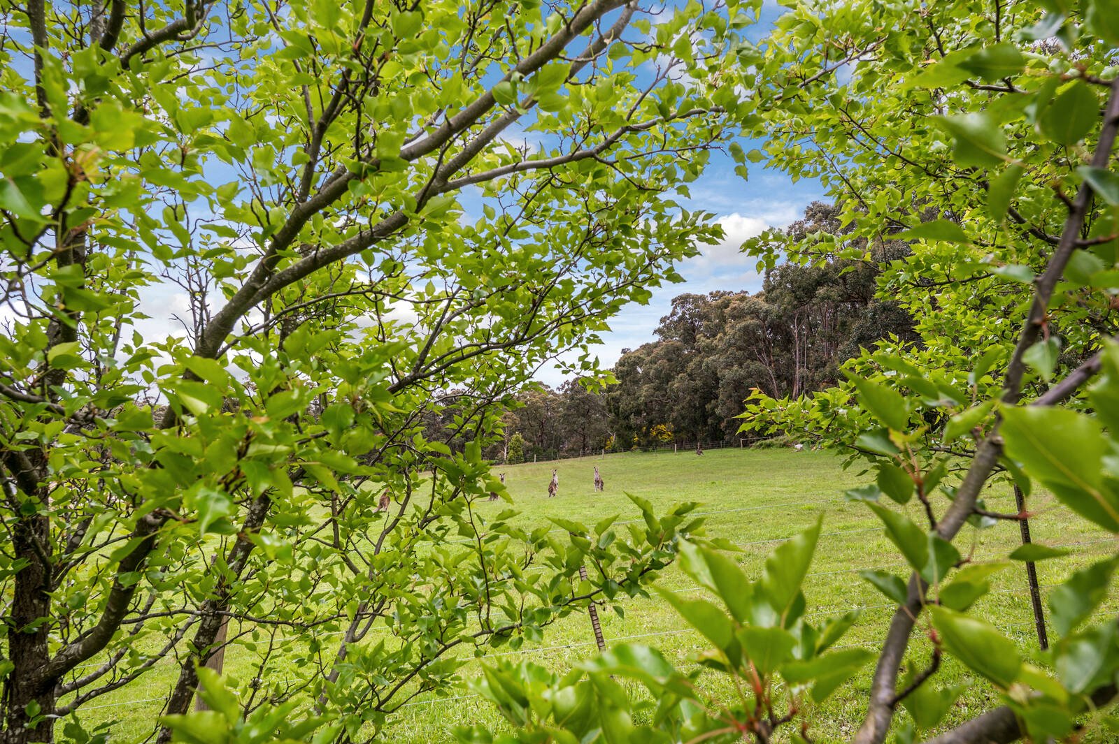 Real Estate and Property in 33 Greenwood Grove, Woodend, VIC