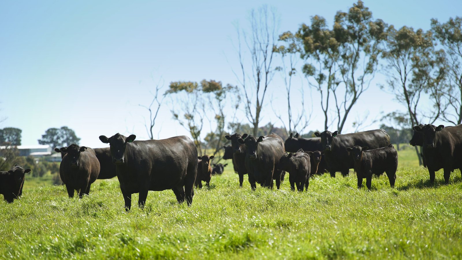 Real Estate and Property in 3330 Romsey Road, Chintin, VIC