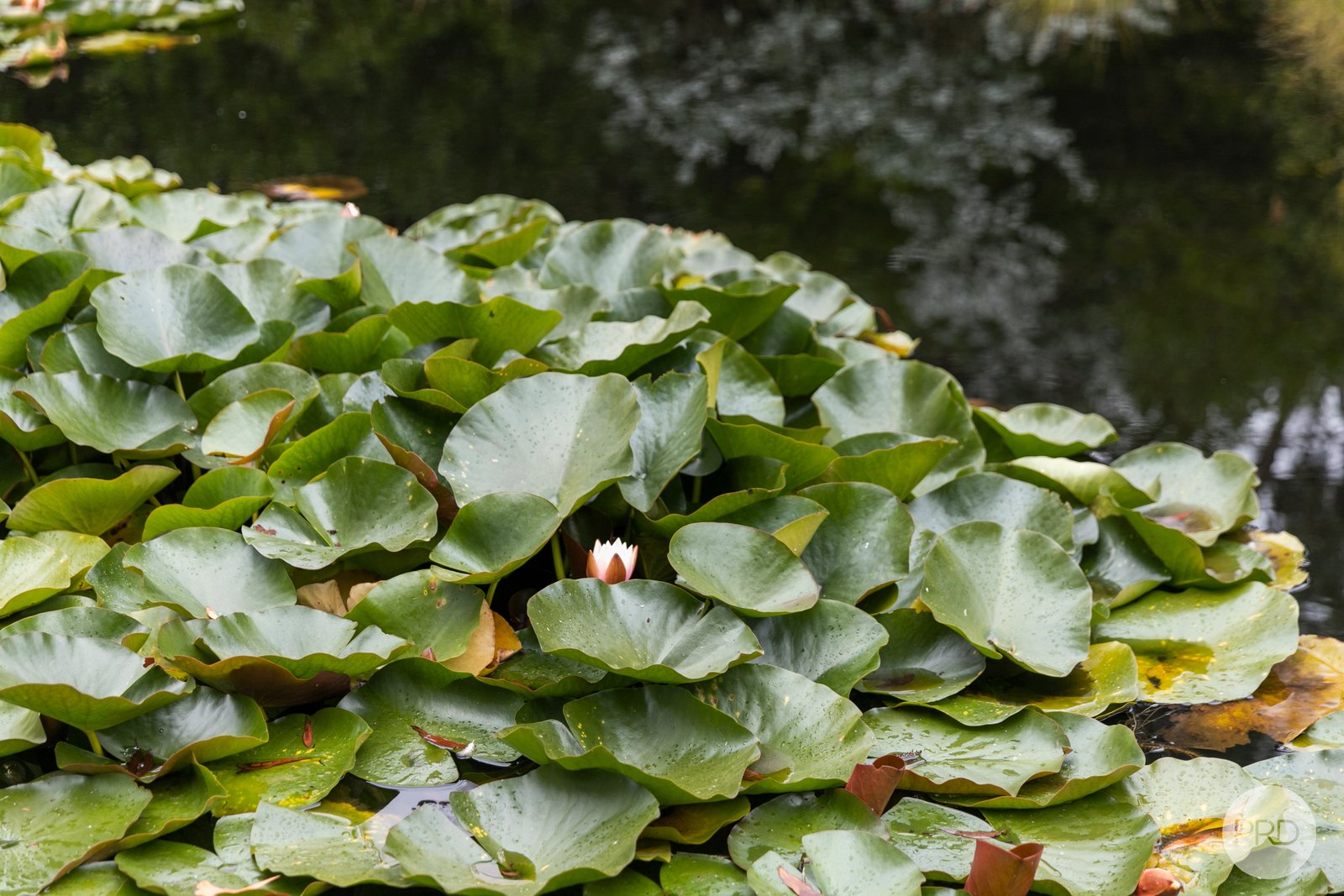 34 Vermont Road SMYTHESDALE 22