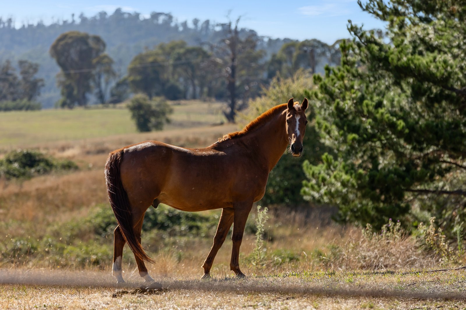 342 Batlow Road TUMBARUMBA 21