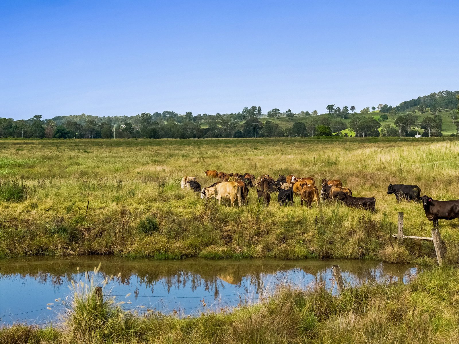 347 Summerland Way KILGRA 5