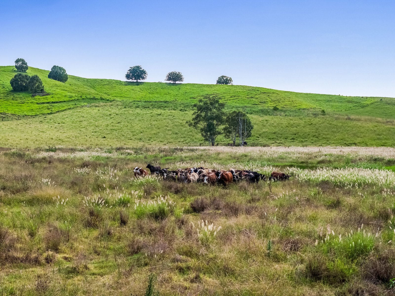 347 Summerland Way KILGRA 13