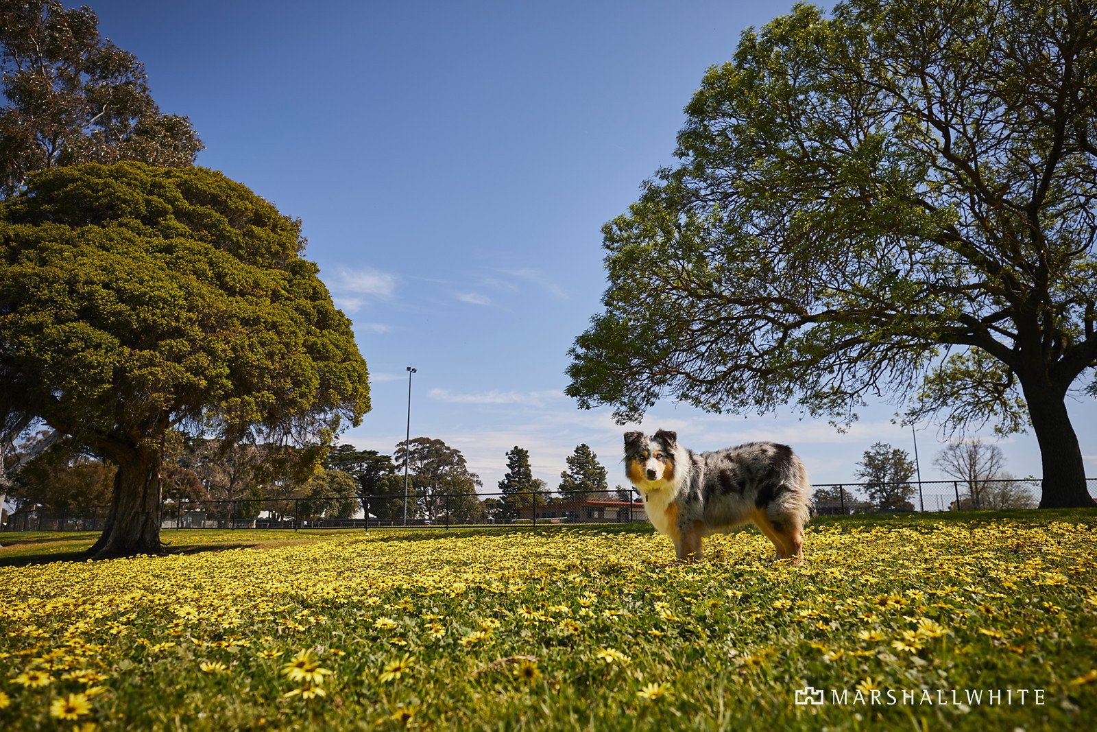 35 St Georges Crescent, Ashburton, VIC
