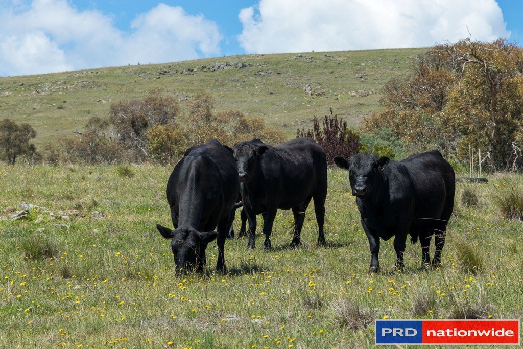 351 Rossi Road ROSSI 23