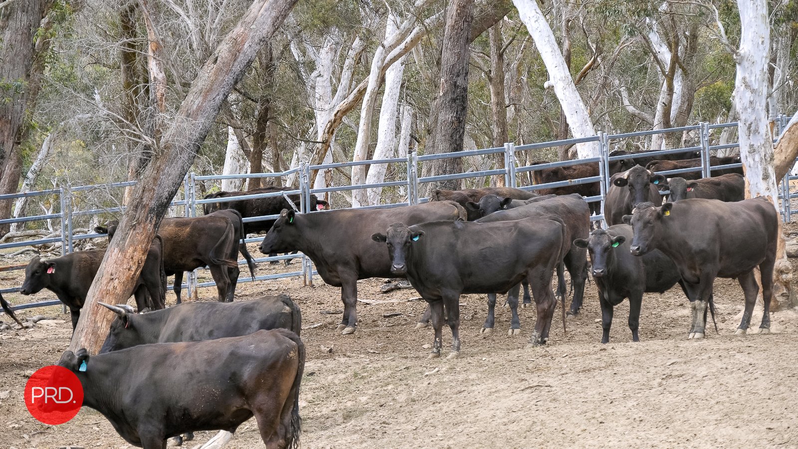 3578 Kings Highway BUNGENDORE 19