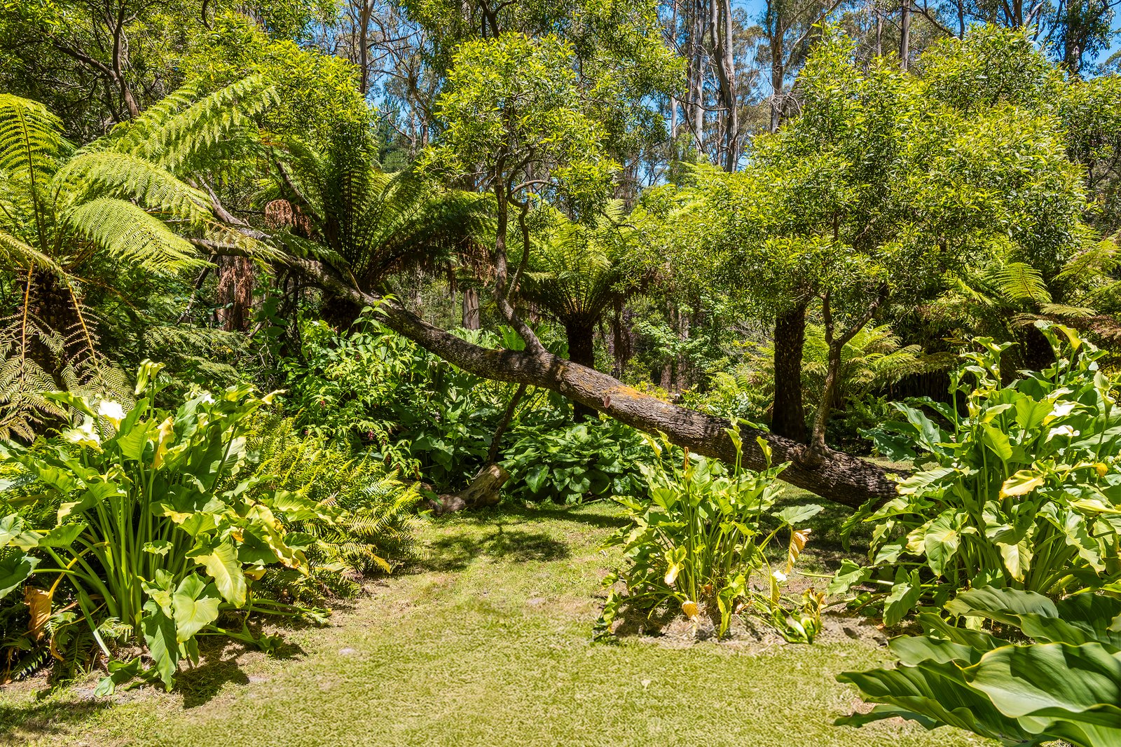 Real Estate and Property in 36 Anzac Road, Mount Macedon, VIC