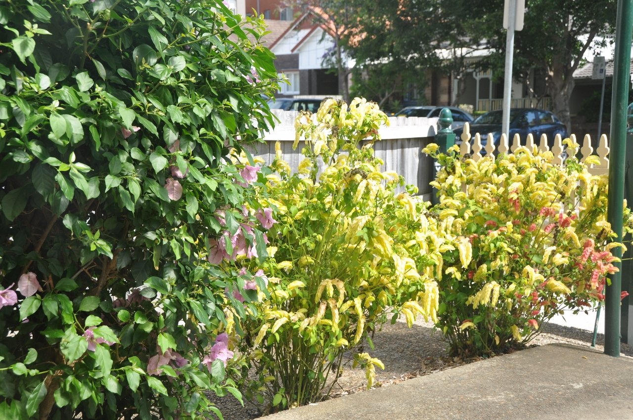 36 Arthur Street RANDWICK 19