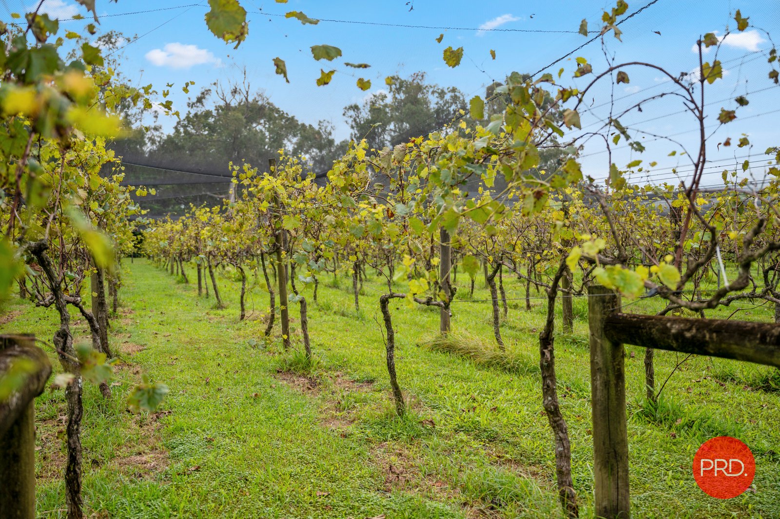 36 Queen Street RALEIGH 19