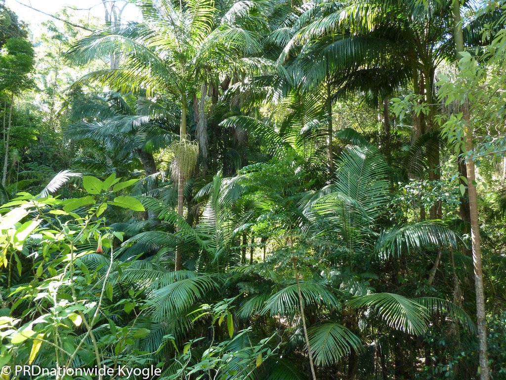362 Boundary Creek Road, Bentley  KYOGLE 12