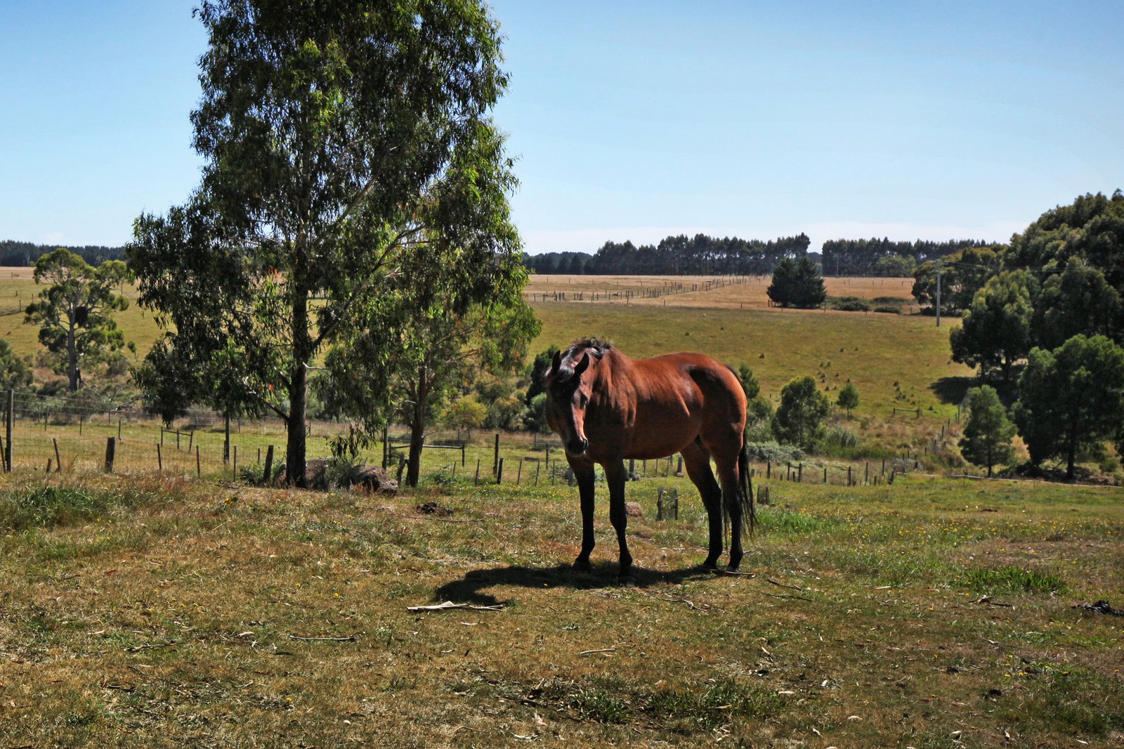 Real Estate and Property in 366 Black Range Road, Romsey, VIC