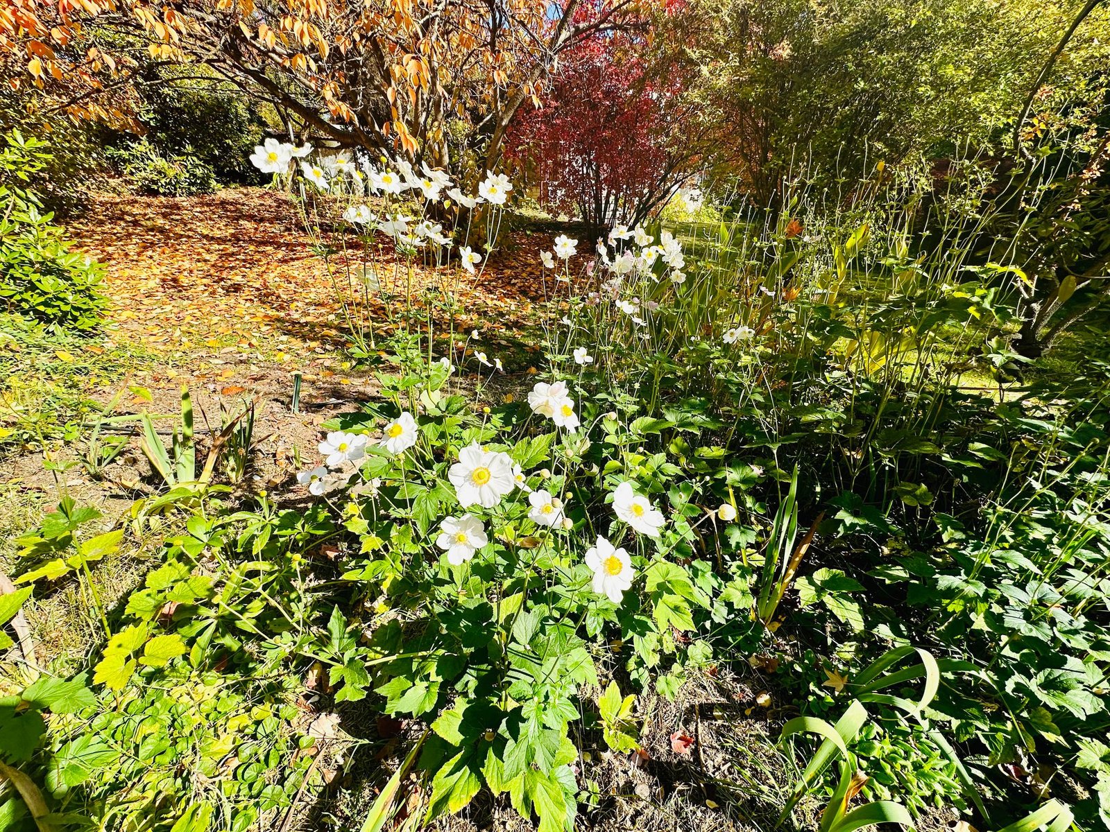 37 Bridge Street TUMBARUMBA 21