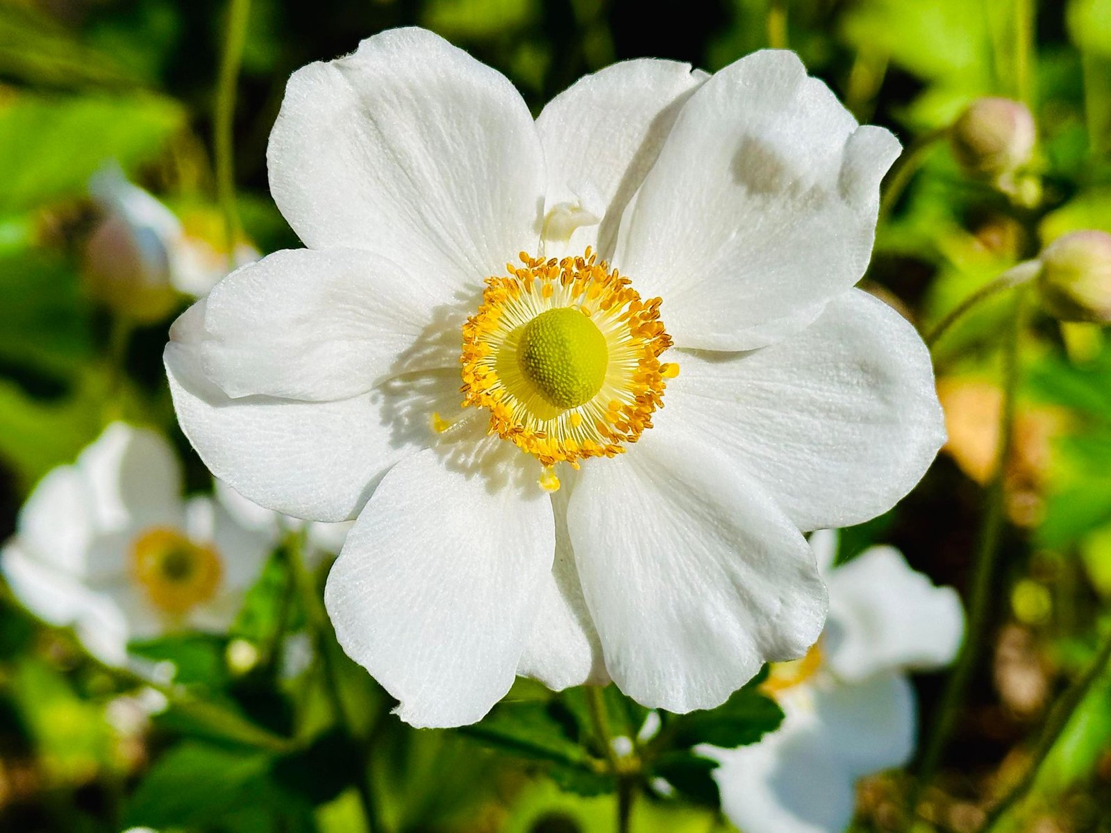 37 Bridge Street TUMBARUMBA 22