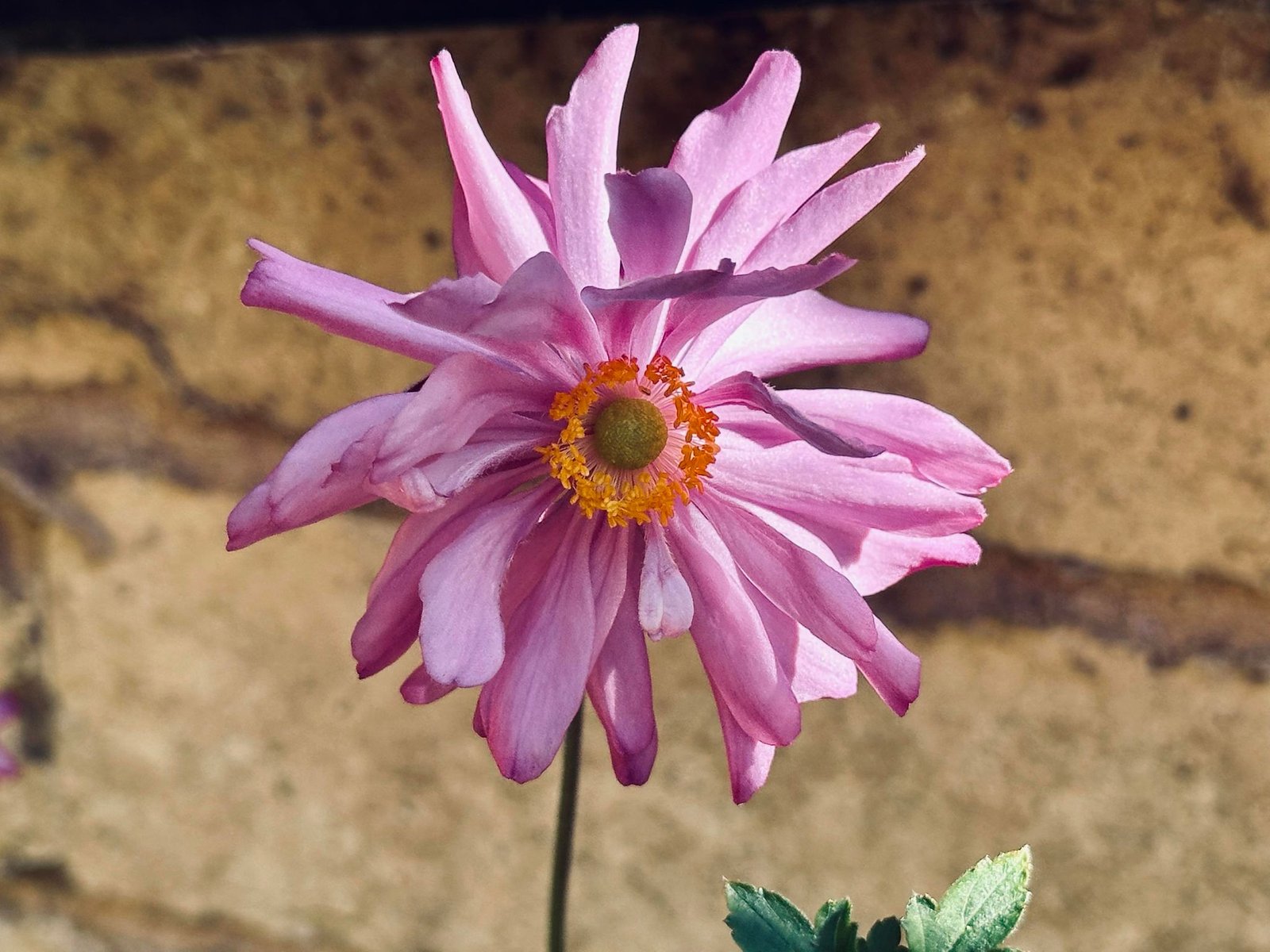 37 Bridge Street TUMBARUMBA 24