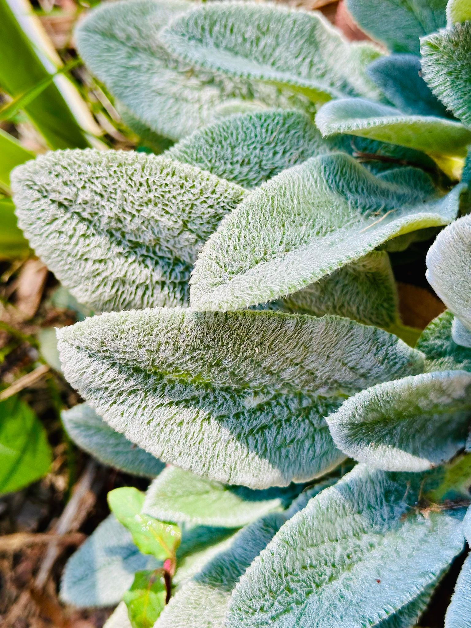 37 Bridge Street TUMBARUMBA 26