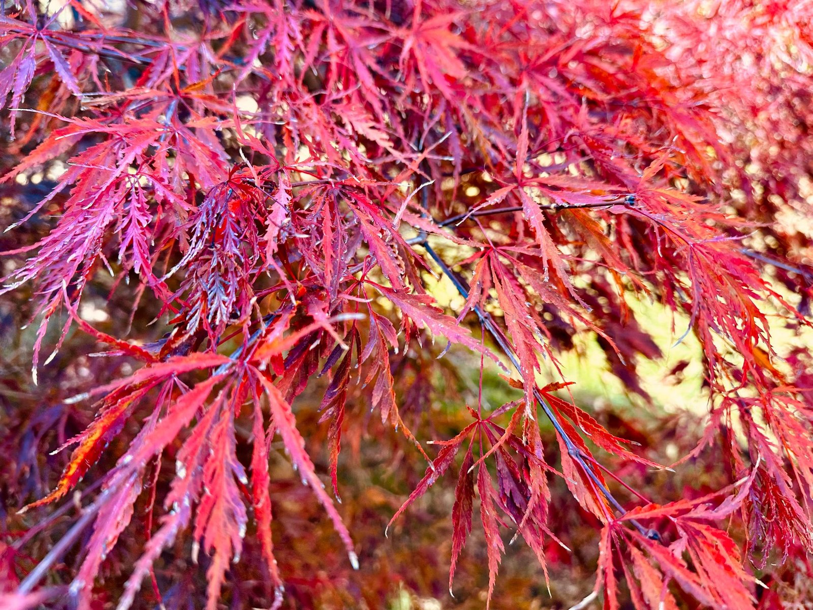 37 Bridge Street TUMBARUMBA 27