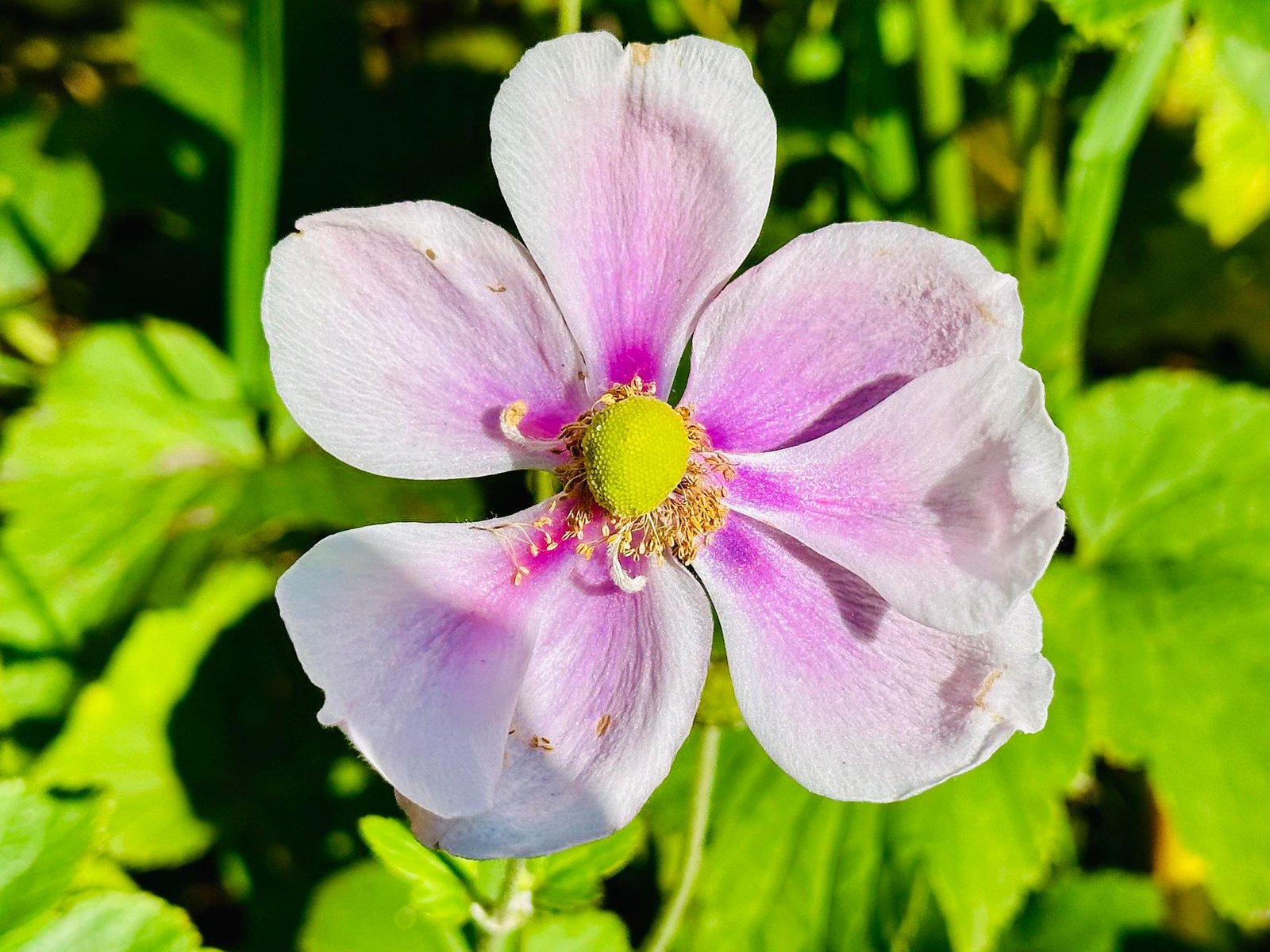 37 Bridge Street TUMBARUMBA 28