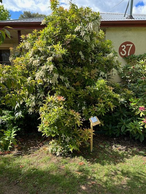 37 Bridge Street TUMBARUMBA 32