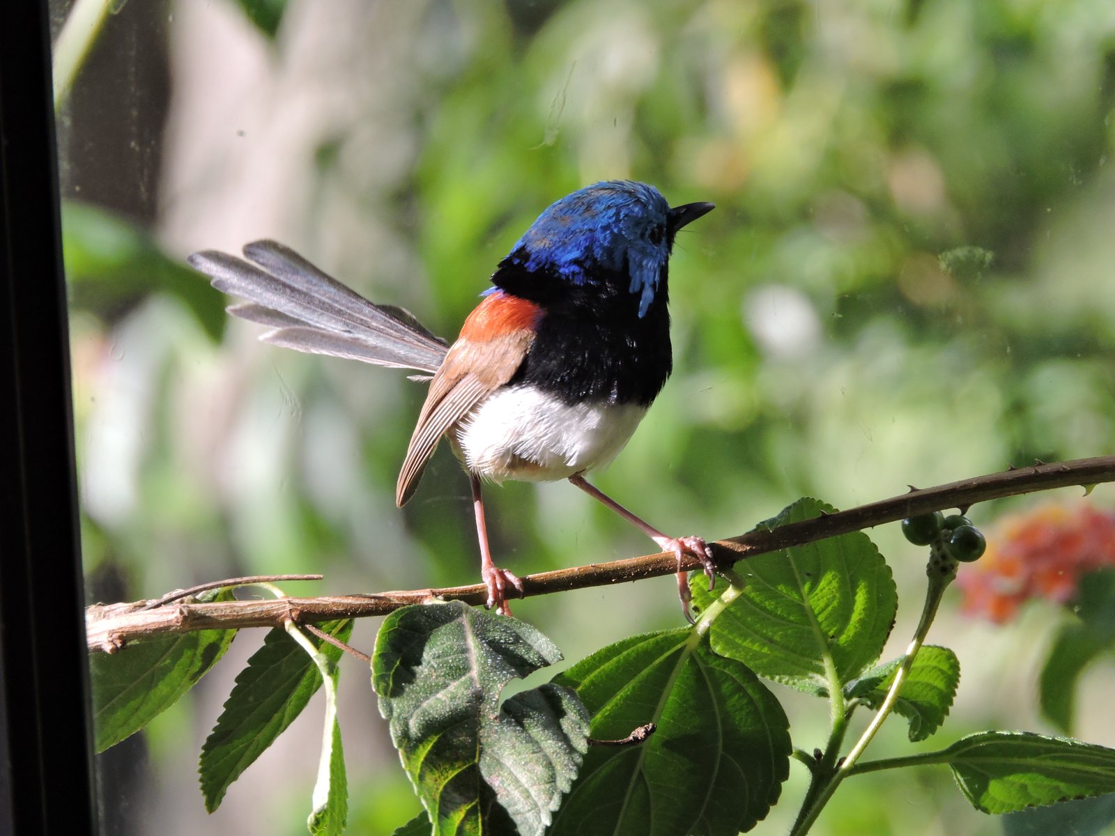 373 Duns Creek Road DUNS CREEK 7