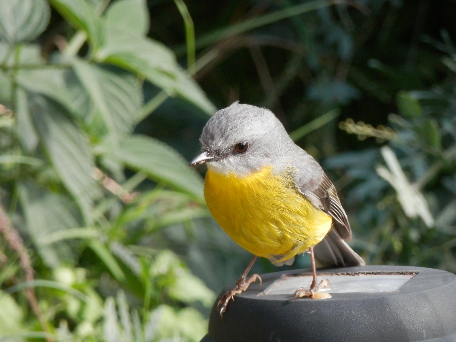 373 Duns Creek Road DUNS CREEK 9