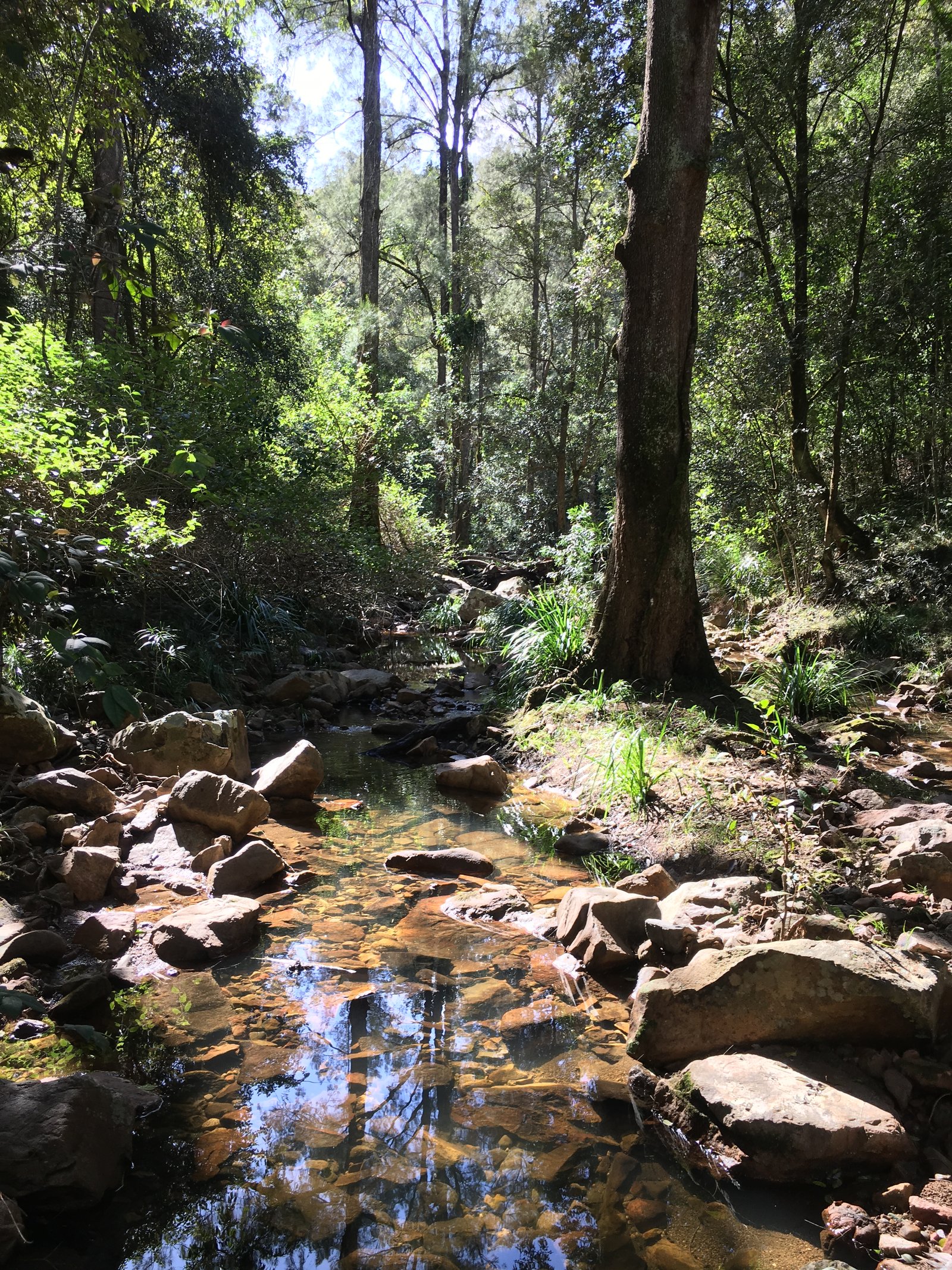 373 Duns Creek Road DUNS CREEK 16