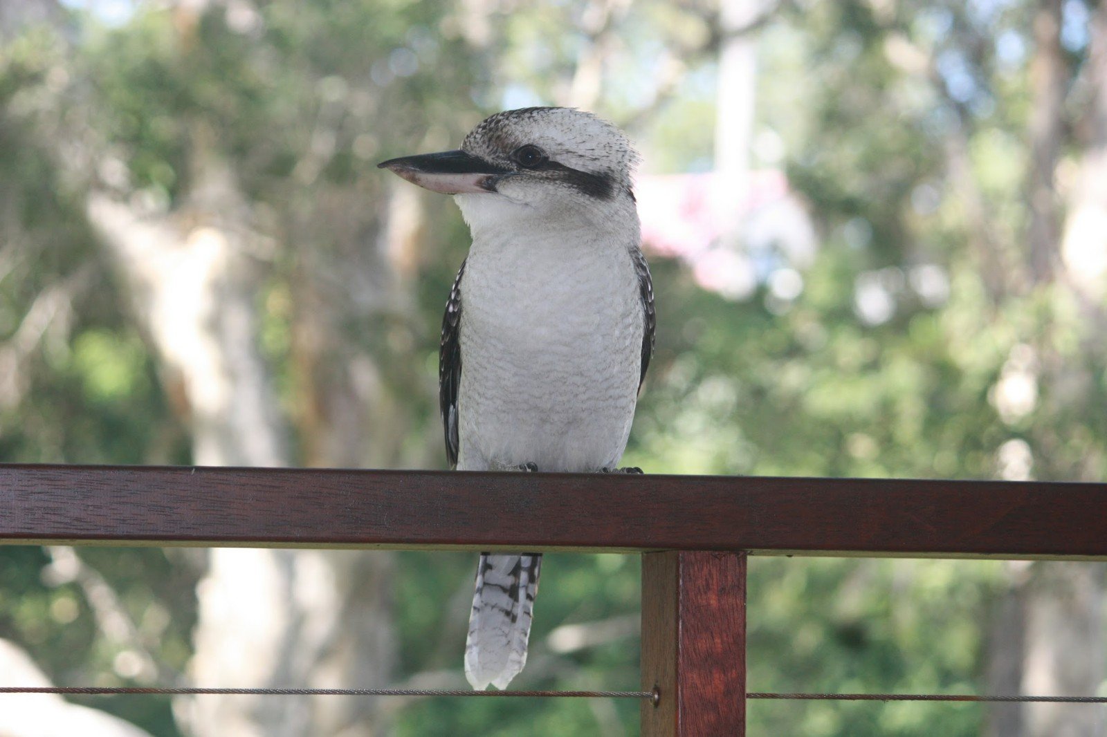 38 Andrew Close BOAT HARBOUR 19