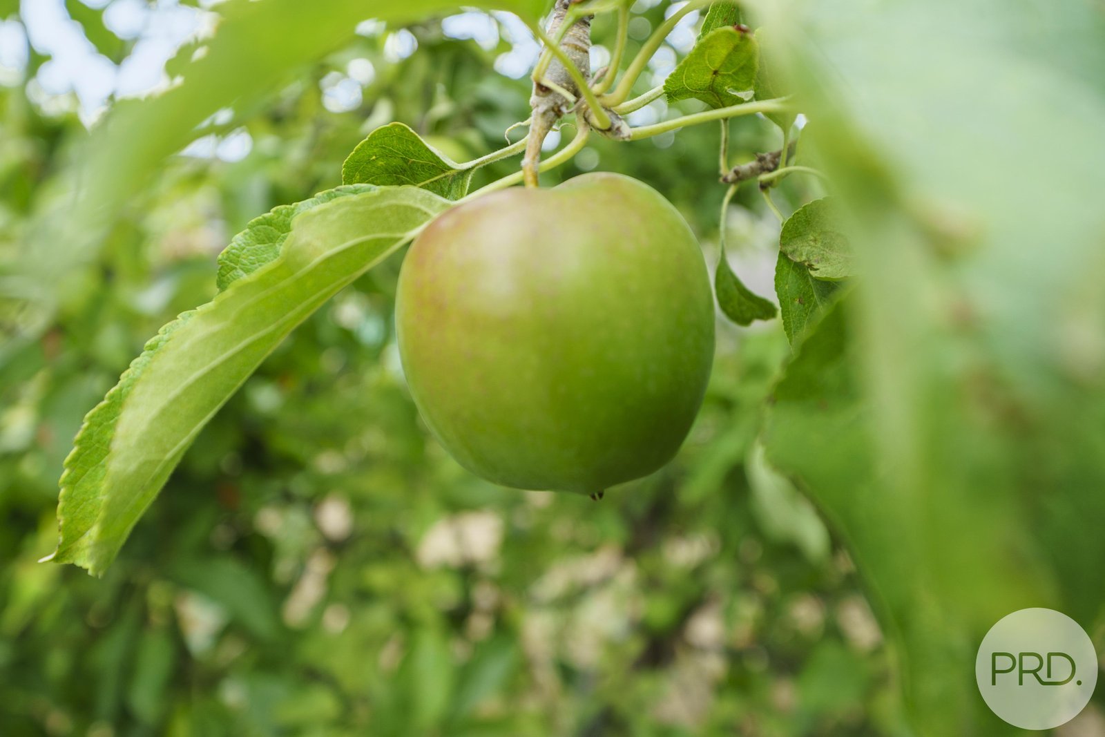 38 Sunshine Road AUSTINS FERRY 27