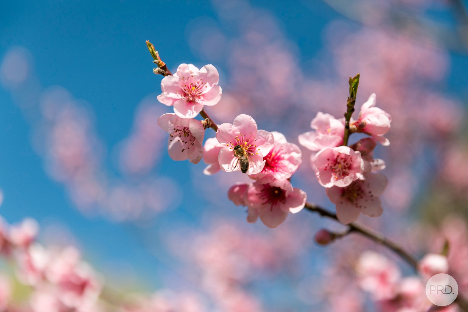 383R Charlesons Road CRESWICK NORTH 27