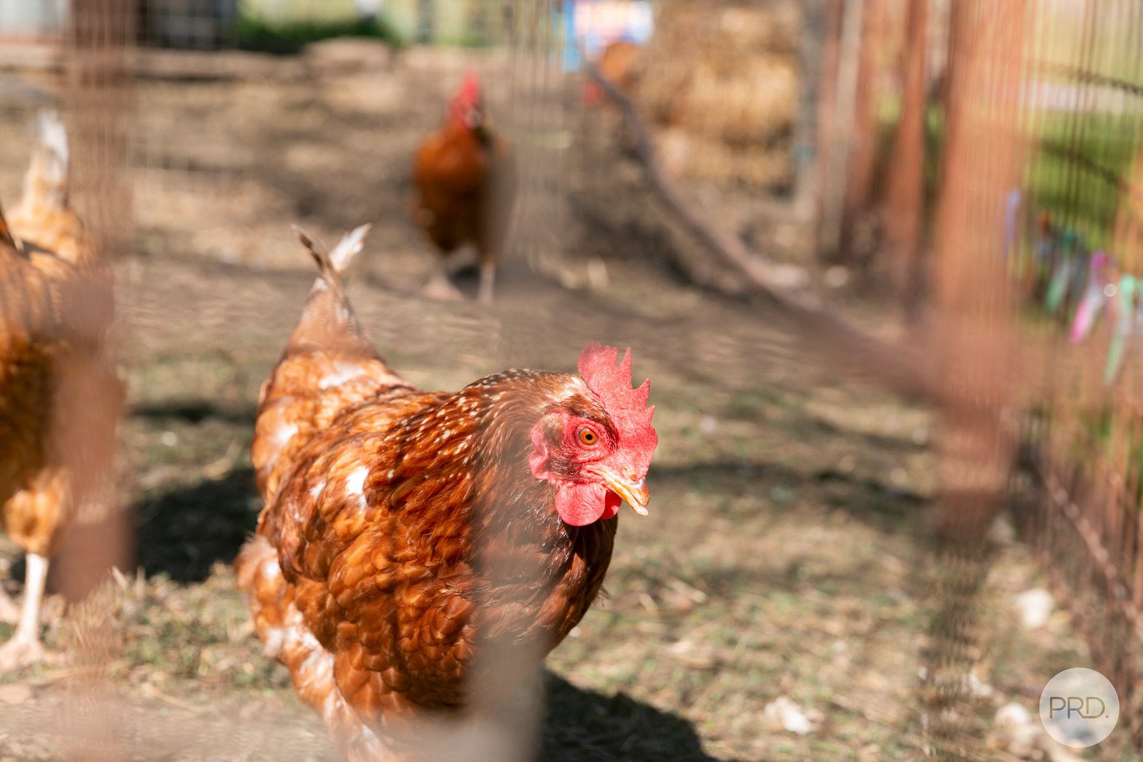 383R Charlesons Road CRESWICK NORTH 28