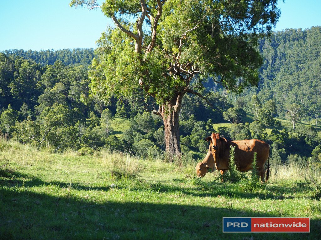 387 Roseberry Creek Road KYOGLE 13
