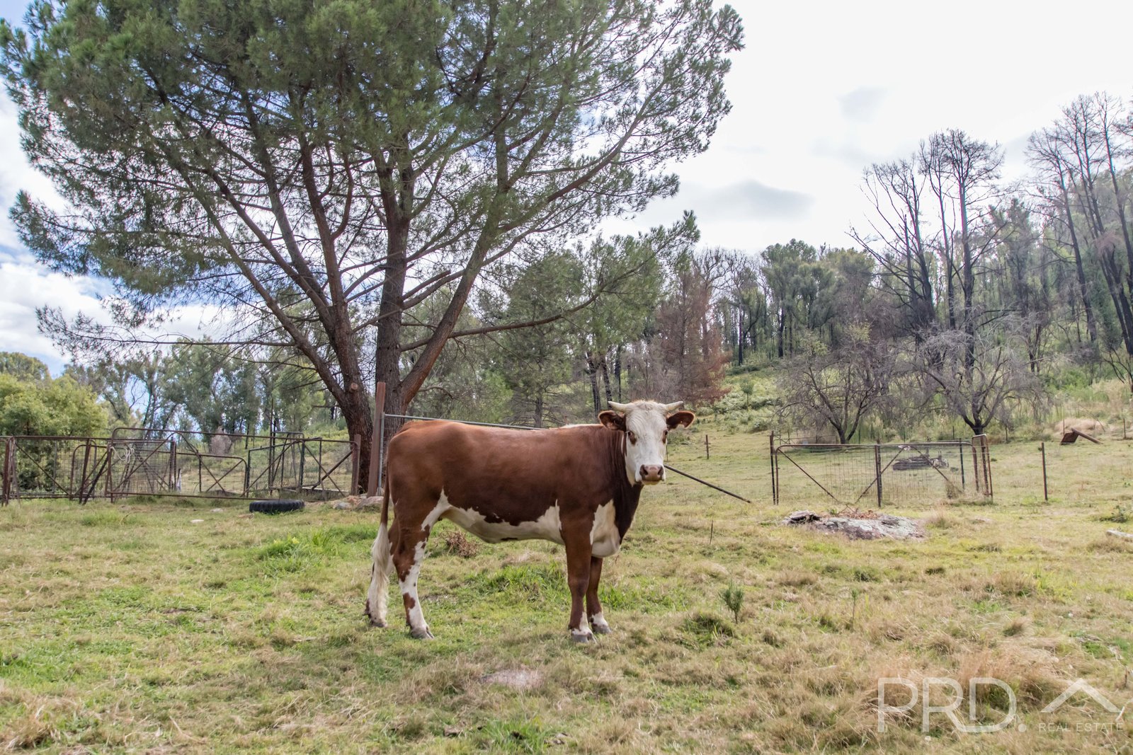 3889 Snowy Mountains Highway TALBINGO 9