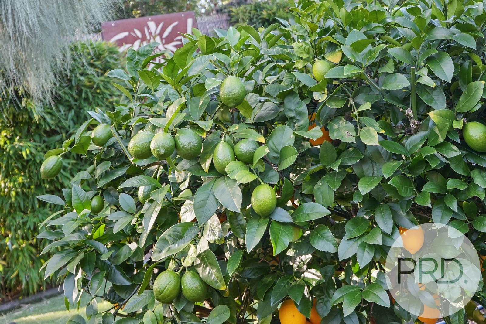 4 Carlton River Esplanade CARLTON RIVER 31