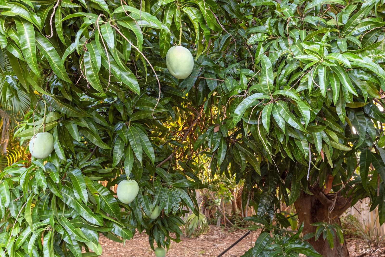 4 Godwit Crescent DJUGUN 31