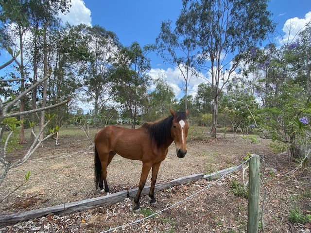 4 MESSMATE Drive MIRIAM VALE 9