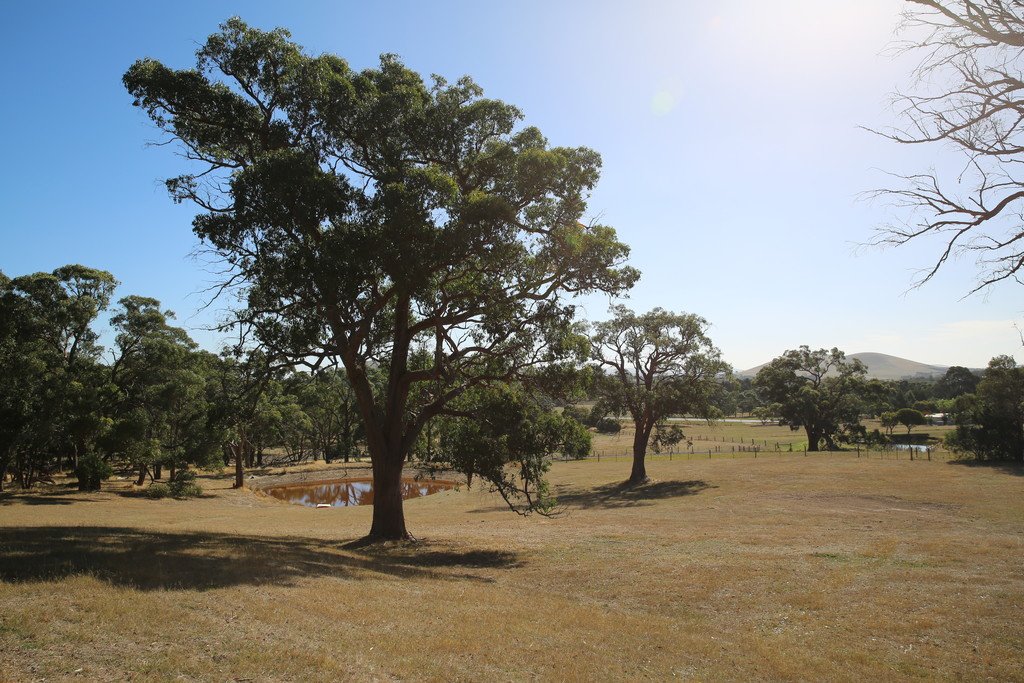 40 Kelly's Lane SULKY 17