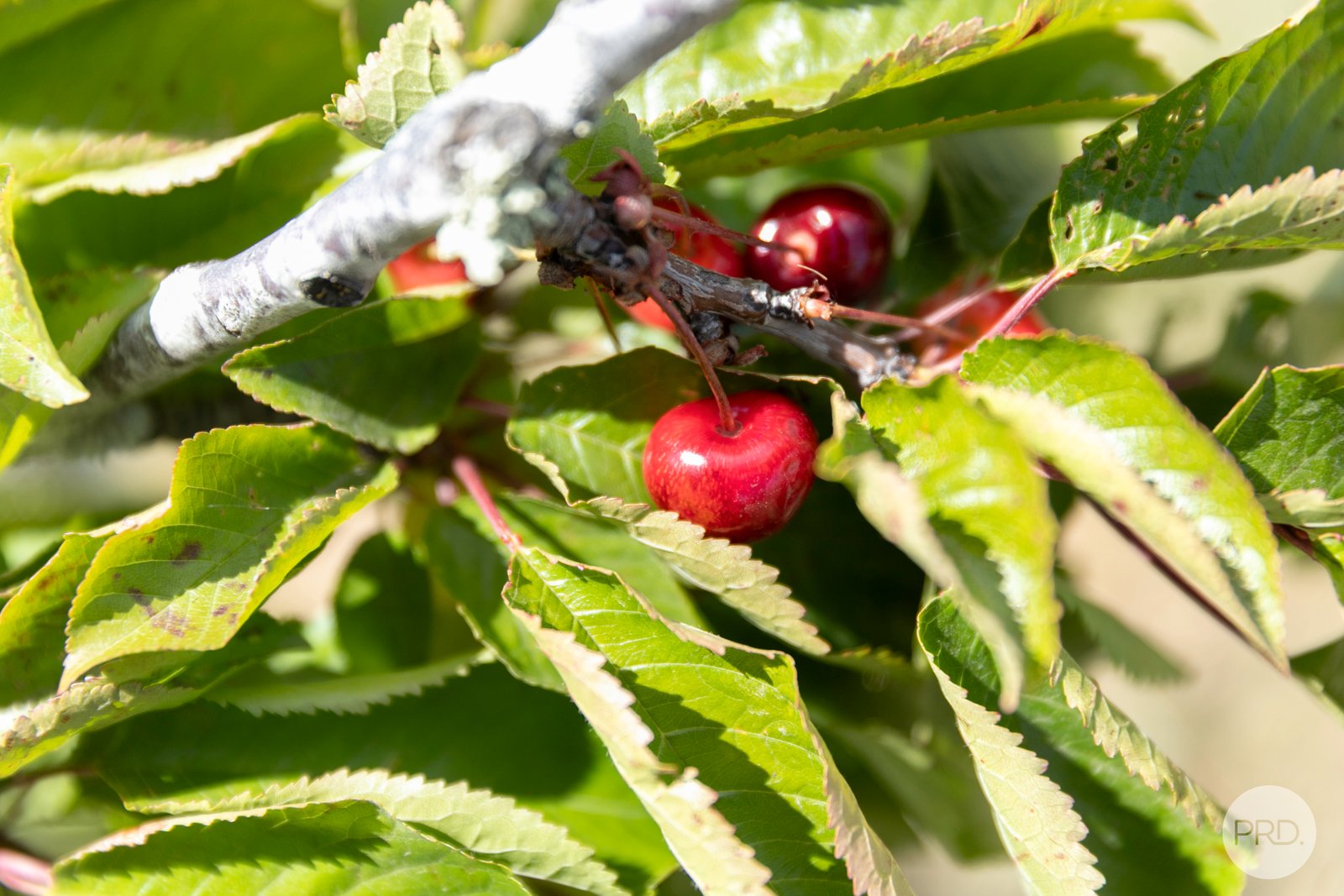 403 Dowling Road MITCHELL PARK 21