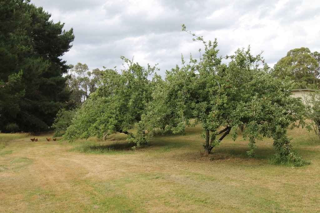 4050 Colac-Ballarat Road ENFIELD 9