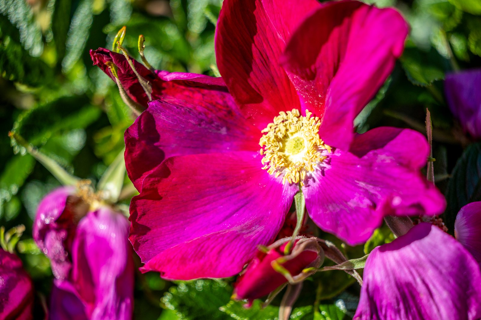 41 Stanleys Road, Merricks, 3916