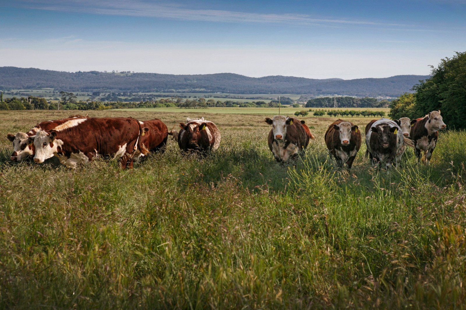 Real Estate and Property in 410 Ochiltrees Road, Romsey, VIC