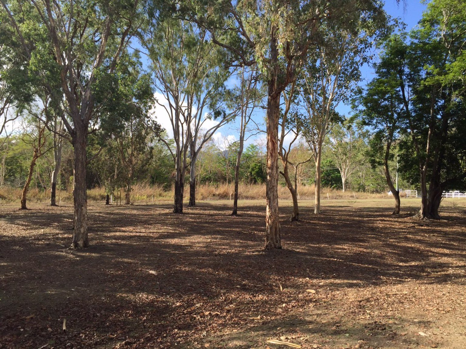 411 Mangrove Road WOODWARK 2