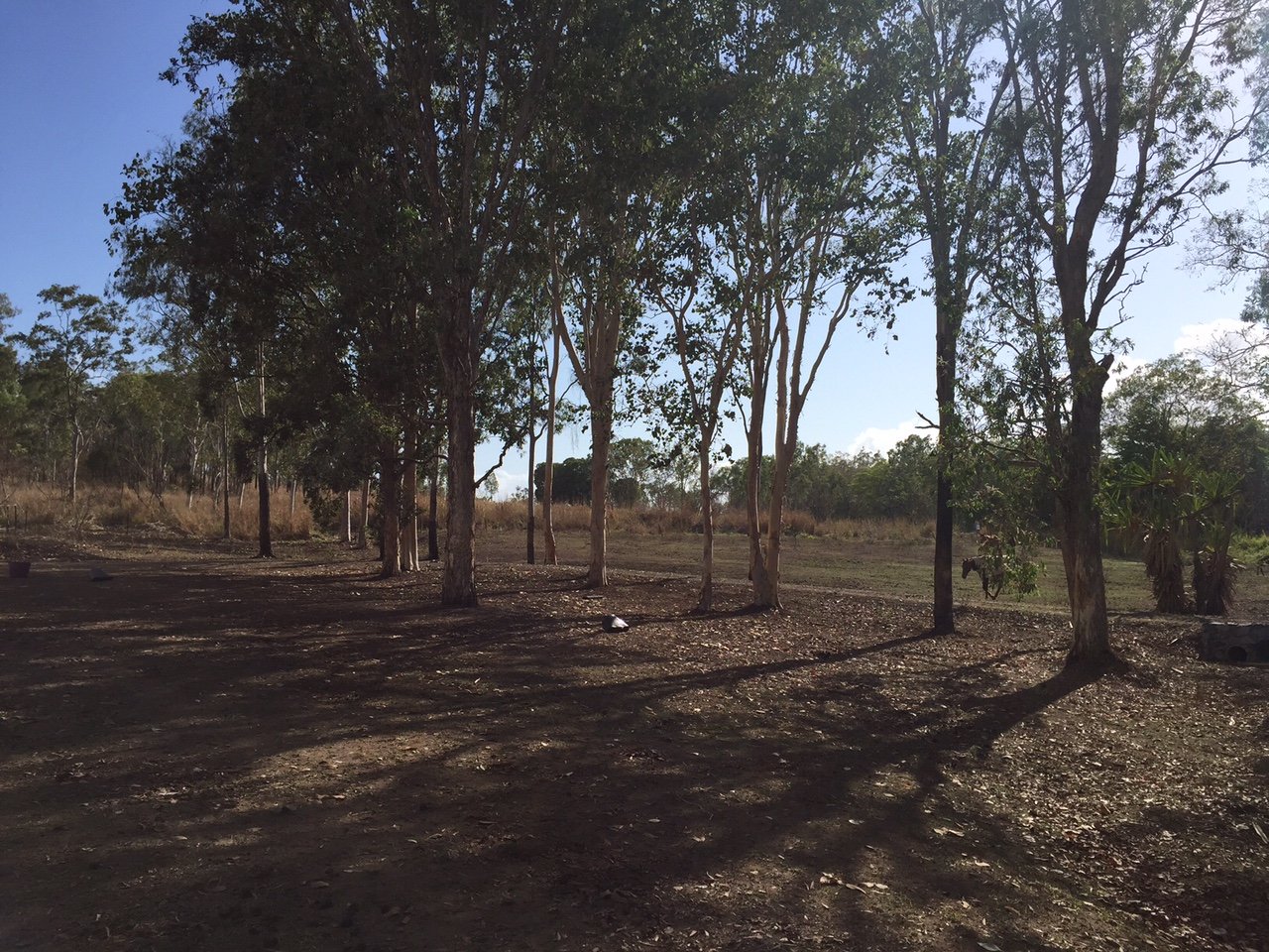 411 Mangrove Road WOODWARK 5