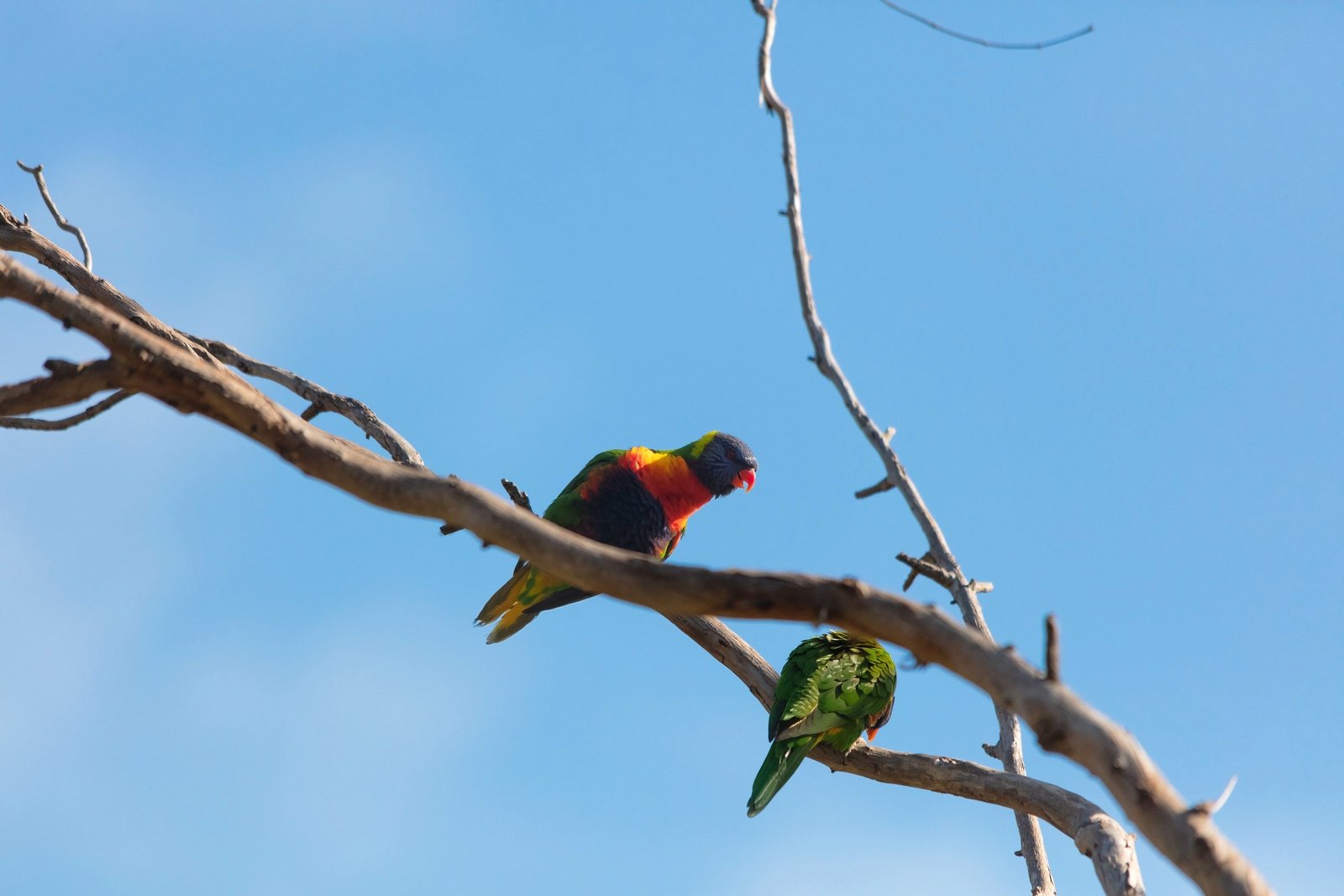 Real Estate and Property in 42-48 Fairway Drive, Wallington, VIC