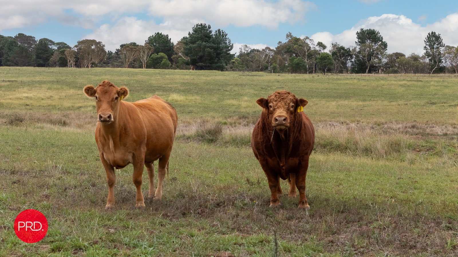 42 Burrabinga Road TARAGO 6